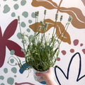 Lavandula × intermedia 'Edelweiss' - White English Lavender - Sprouts of Bristol