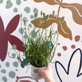 Lavandula × intermedia 'Edelweiss' - White English Lavender - Sprouts of Bristol