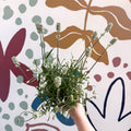 Lavandula × intermedia 'Edelweiss' - White English Lavender - Sprouts of Bristol