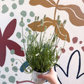 Lavandula × intermedia 'Edelweiss' - White English Lavender - Sprouts of Bristol