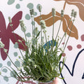 Lavandula × intermedia 'Edelweiss' - White English Lavender - Sprouts of Bristol