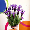 Lavandula stoechas 'Purple Flame' - French Lavender - Sprouts of Bristol
