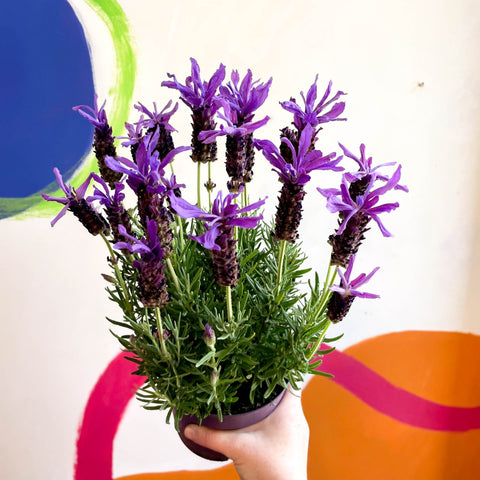 Lavandula stoechas 'Purple Flame' - French Lavender - Sprouts of Bristol