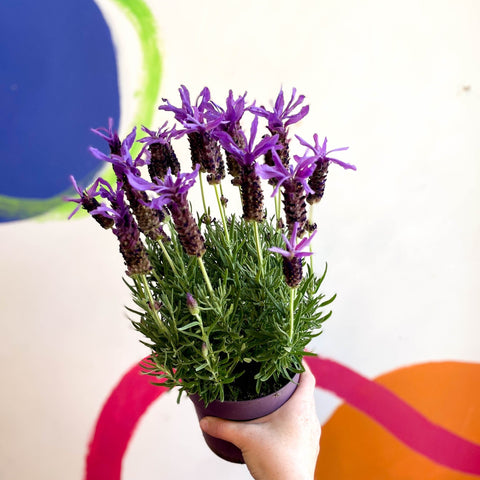 Lavandula stoechas 'Purple Flame' - French Lavender - Sprouts of Bristol