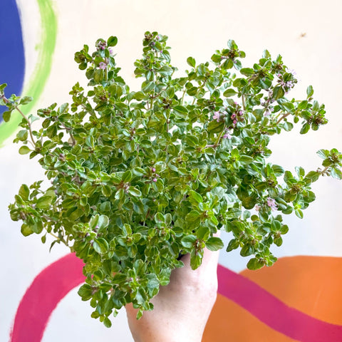 Lemon Thyme - Thymus citriodorus 'Silver Queen' - British Grown Culinary Herbs - Sprouts of Bristol