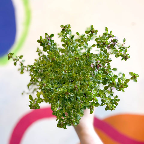 Lemon Thyme - Thymus citriodorus 'Silver Queen' - British Grown Culinary Herbs - Sprouts of Bristol