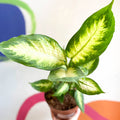 Leopard Lily - Dieffenbachia 'Camilla' - Sprouts of Bristol