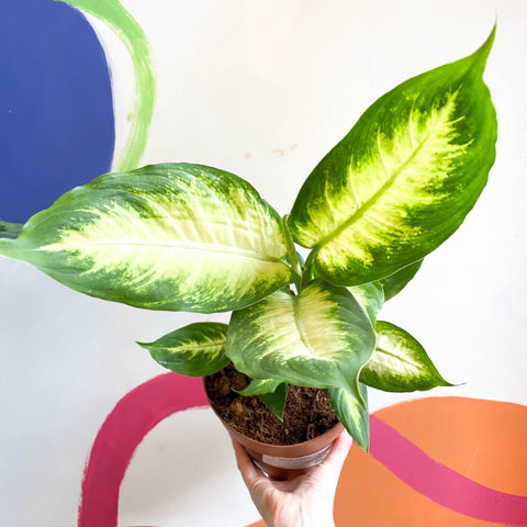 Leopard Lily - Dieffenbachia 'Camilla' - Sprouts of Bristol