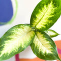 Leopard Lily - Dieffenbachia 'Camilla' - Sprouts of Bristol