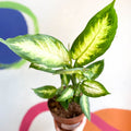 Leopard Lily - Dieffenbachia 'Camilla' - Sprouts of Bristol