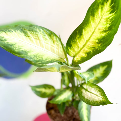 Leopard Lily - Dieffenbachia 'Camilla' - Sprouts of Bristol