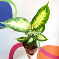 Leopard Lily - Dieffenbachia 'Camilla' - Sprouts of Bristol