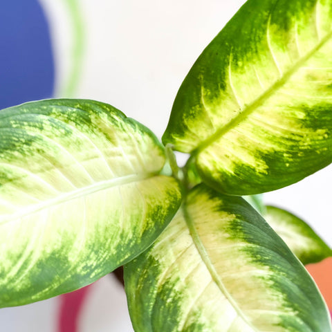 Leopard Lily - Dieffenbachia 'Camilla' - Sprouts of Bristol