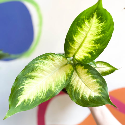 Leopard Lily - Dieffenbachia 'Camilla' - Sprouts of Bristol