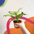 Leopard Lily - Dieffenbachia 'Compacta' - Sprouts of Bristol