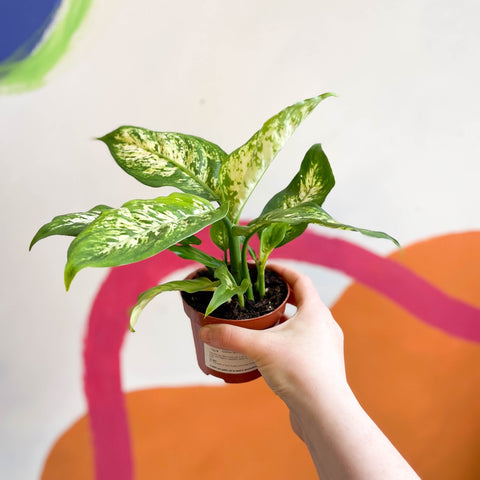 Leopard Lily - Dieffenbachia 'Compacta' - Sprouts of Bristol
