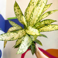 Leopard Lily - Dieffenbachia 'Vesuvius' - Sprouts of Bristol