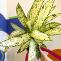 Leopard Lily - Dieffenbachia 'Vesuvius' - Sprouts of Bristol