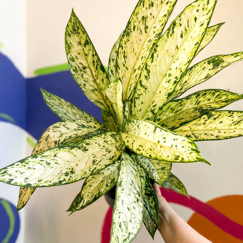 Leopard Lily - Dieffenbachia 'Vesuvius' - Sprouts of Bristol