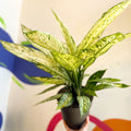 Leopard Lily - Dieffenbachia 'Vesuvius' - Sprouts of Bristol