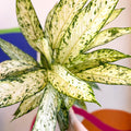 Leopard Lily - Dieffenbachia 'Vesuvius' - Sprouts of Bristol