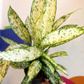 Leopard Lily - Dieffenbachia 'Vesuvius' - Sprouts of Bristol