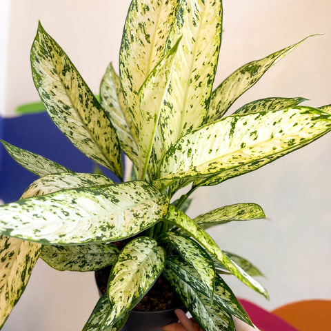 Leopard Lily - Dieffenbachia 'Vesuvius' - Sprouts of Bristol