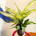 Leopard Lily - Dieffenbachia 'Vesuvius' - Sprouts of Bristol