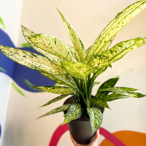 Leopard Lily - Dieffenbachia 'Vesuvius' - Sprouts of Bristol
