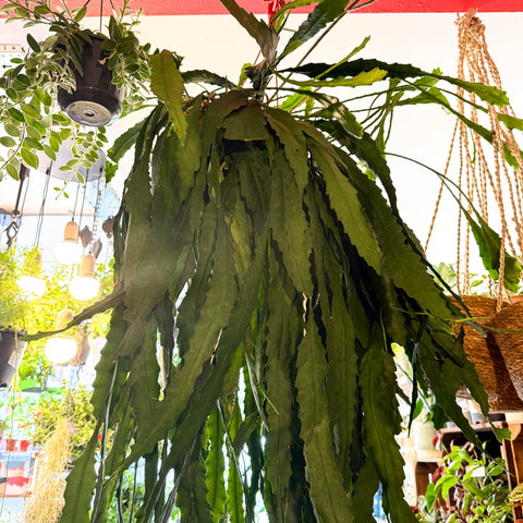 Lepismium houlletianum – Jungle Cactus - Sprouts of Bristol