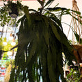 Lepismium houlletianum – Jungle Cactus - Sprouts of Bristol