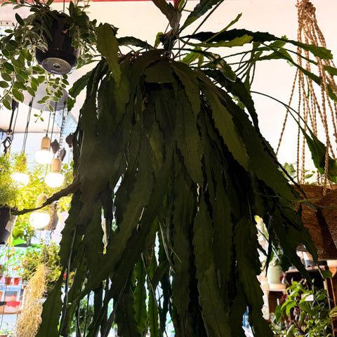 Lepismium houlletianum – Jungle Cactus - Sprouts of Bristol