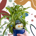 Leucanthemum x superbum ‘Coconut’ - Shasta Daisy - British Grown - Sprouts of Bristol