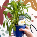 Leucanthemum x superbum ‘Coconut’ - Shasta Daisy - British Grown - Sprouts of Bristol