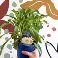 Leucanthemum x superbum ‘Coconut’ - Shasta Daisy - British Grown - Sprouts of Bristol