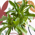 Leucanthemum x superbum ‘Coconut’ - Shasta Daisy - British Grown - Sprouts of Bristol