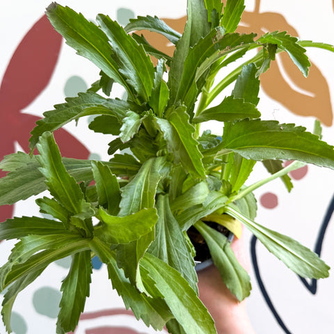 Leucanthemum x superbum ‘Coconut’ - Shasta Daisy - British Grown - Sprouts of Bristol