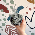 Leucophyta brownii 'Whimsy Silver' - Cushion Bush - Sprouts of Bristol