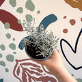 Leucophyta brownii 'Whimsy Silver' - Cushion Bush - Sprouts of Bristol
