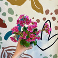 Lewisia 'Mountain Dreams' (Mixed Colours) - Sprouts of Bristol