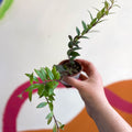 Lipstick Plant - Aeschynanthus parvifolius - Welsh Grown - Sprouts of Bristol