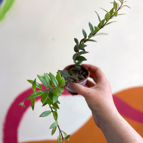 Lipstick Plant - Aeschynanthus parvifolius - Welsh Grown - Sprouts of Bristol