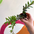 Lipstick Plant - Aeschynanthus parvifolius - Welsh Grown - Sprouts of Bristol