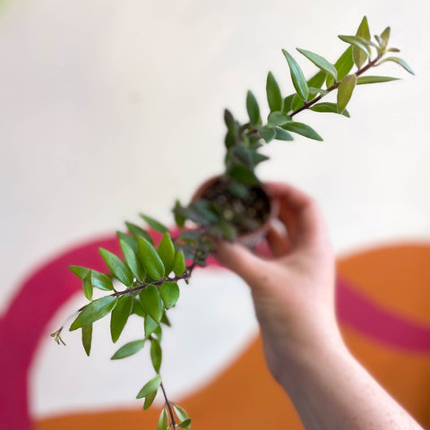 Lipstick Plant - Aeschynanthus parvifolius - Welsh Grown - Sprouts of Bristol