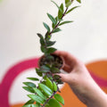 Lipstick Plant - Aeschynanthus parvifolius - Welsh Grown - Sprouts of Bristol