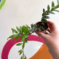 Lipstick Plant - Aeschynanthus parvifolius - Welsh Grown - Sprouts of Bristol