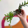 Lipstick Plant - Aeschynanthus parvifolius - Welsh Grown - Sprouts of Bristol