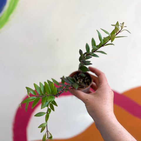 Lipstick Plant - Aeschynanthus parvifolius - Welsh Grown - Sprouts of Bristol