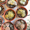 Lithops lesliei – Living Stone (Mixed Varieties) - Sprouts of Bristol