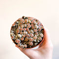Lithops - Living Stones - Sprouts of Bristol